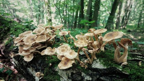Close-up of mushrooms growing on tree trunk