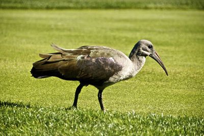 Close-up of duck on field