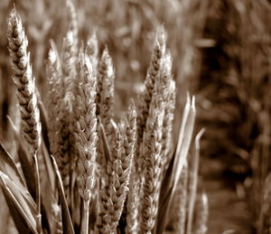 Close-up of wheat growing on field
