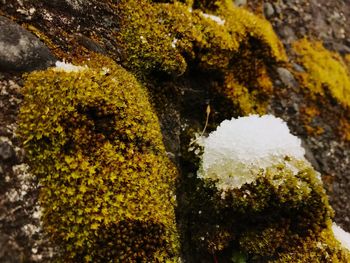 Close-up of lichen on snow covered tree