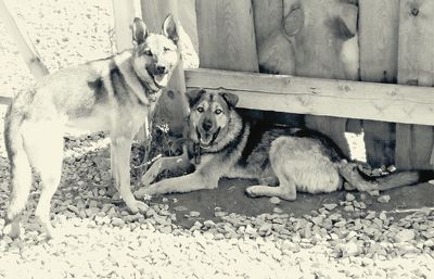 Dog with dogs in background