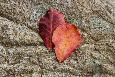 Close-up of fallen maple leaf