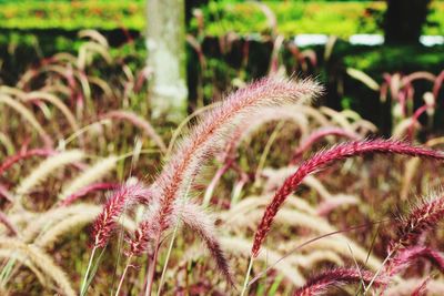 Close-up of pink flowering plant on field