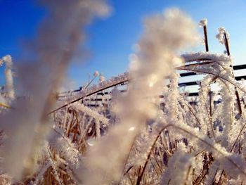 Close-up of frozen icy grass against sky