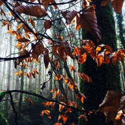 Low angle view of leaves on tree