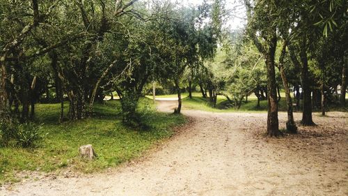 Trees in park