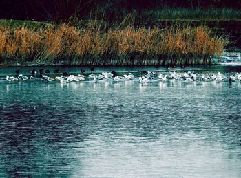 Swans swimming in lake