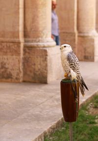 Close-up of owl perching outdoors