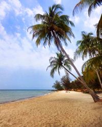Palm trees on beach