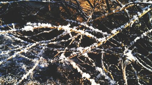 High angle view of frozen branches during winter