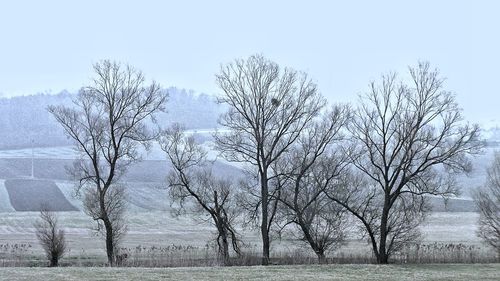 Trees against sky