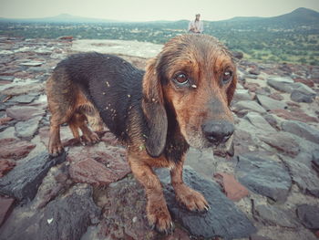 Portrait of dog standing on shore