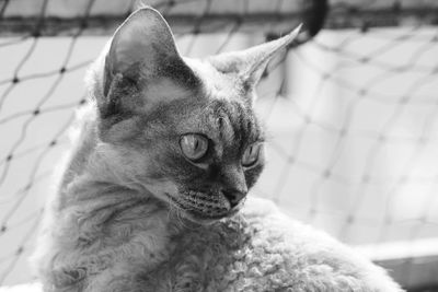 Close-up of devon rex cat  looking away in black and white 