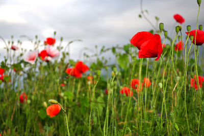 Poppy flowers in the spring in a meadow
