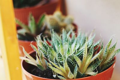 Close-up of succulent plant