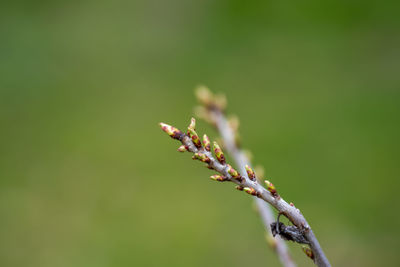 Close-up of flower buds growing outdoors