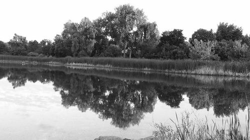 Reflection of trees in water