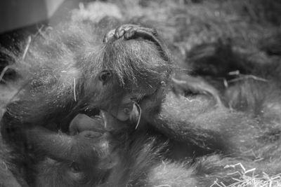 Close-up of chimpanzees at budapest zoo and botanical garden