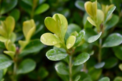 Close-up of wet plant leaves