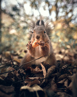 Squirrel on land