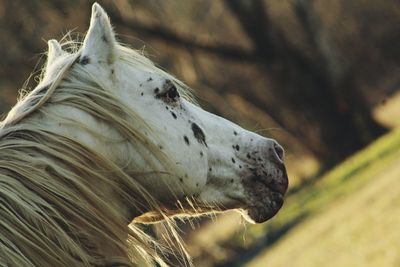 Close-up of horse