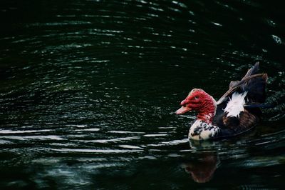 Close-up of duck swimming in lake