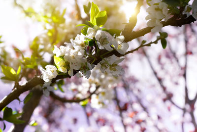 Close-up of cherry blossoms in spring