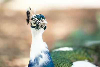 Close-up of a bird