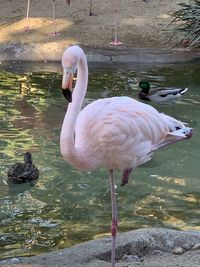 Swans swimming in lake
