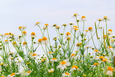 Close-up of yellow flowering plants on field against clear sky