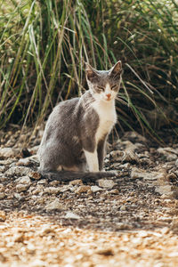 Portrait of cat on field