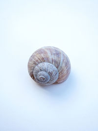 Close-up of snail against white background