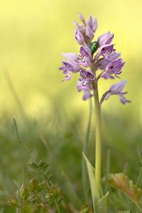 Close-up of purple flowering plant