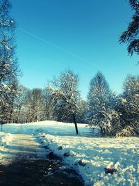 Bare trees on snow covered landscape