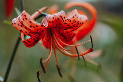 Close-up of red rose flower