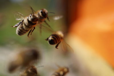 Close-up of bee pollinating on flower