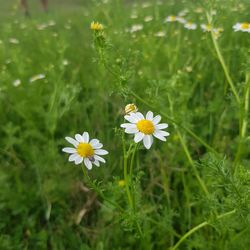 Close-up of yellow flowering plant on field