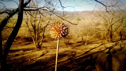 Bare trees on landscape