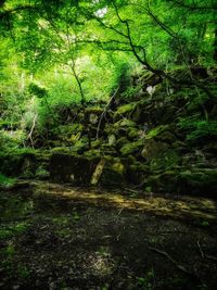 Scenic view of lake in forest