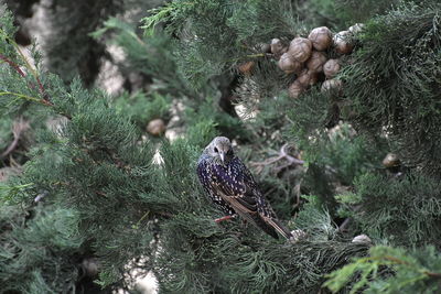 High angle view of starling bird perching on pine tree