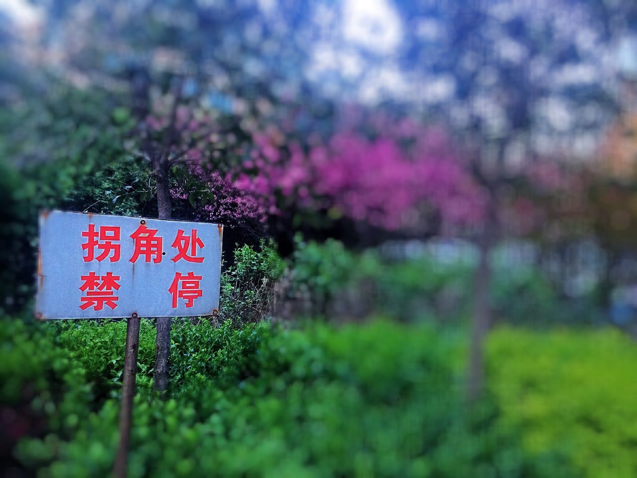 text, communication, western script, red, focus on foreground, sign, information sign, guidance, growth, close-up, non-western script, green color, selective focus, plant, capital letter, day, information, tree, outdoors, field