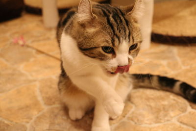 Close-up of cat sitting