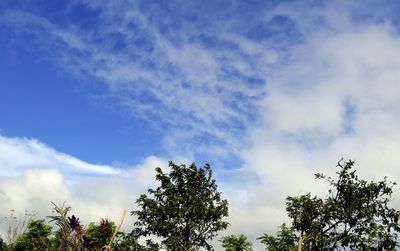 Low angle view of trees against cloudy sky