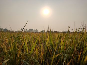 Scenic view of field against sky during sunset