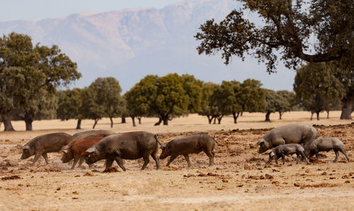 Flock of sheep in a field