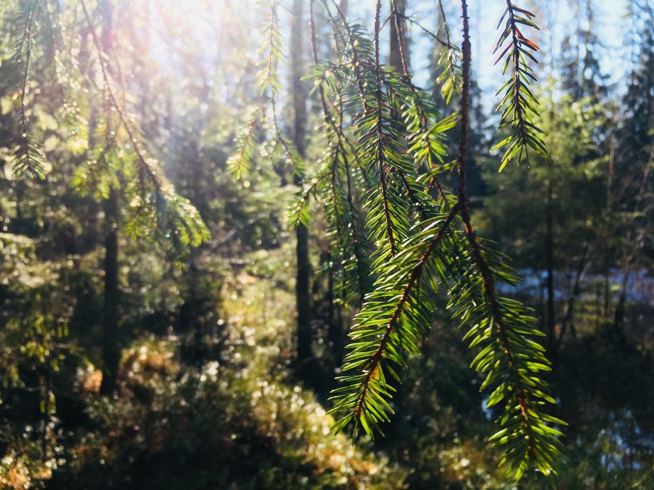 plant, tree, growth, nature, forest, sunlight, coniferous tree, beauty in nature, pine tree, pinaceae, land, tranquility, leaf, day, no people, green, sunbeam, pine woodland, natural environment, branch, woodland, lens flare, outdoors, spruce, rainforest, environment, vegetation, scenics - nature, tranquil scene, focus on foreground, flower, non-urban scene, plant part, fir, sky, evergreen tree, sun, autumn