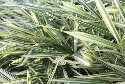 Full frame shot of plants