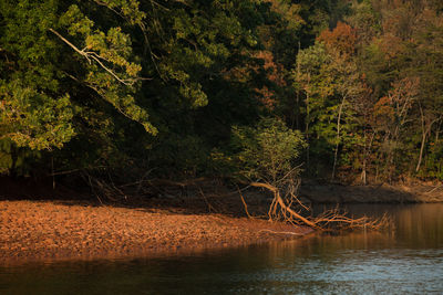 View of trees by calm lake