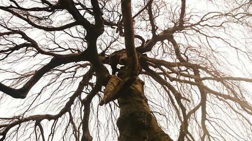 Low angle view of bare trees