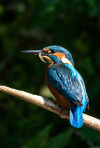 Close-up of bird perching on branch